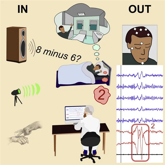 Принципиальная схема эксперимента: поступающие сигналы в виде вопросов, световых импульсов или касаний порождают обратную связь в мозге спящего человека - РИА Новости, 1920, 25.05.2021