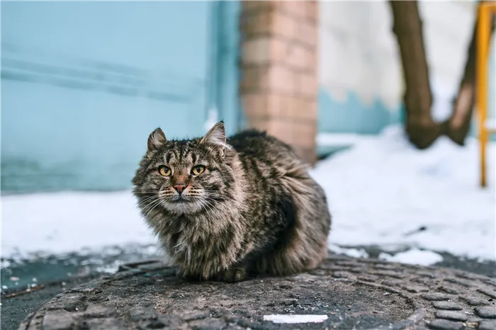 Может ли кот уйти из дома умирать?