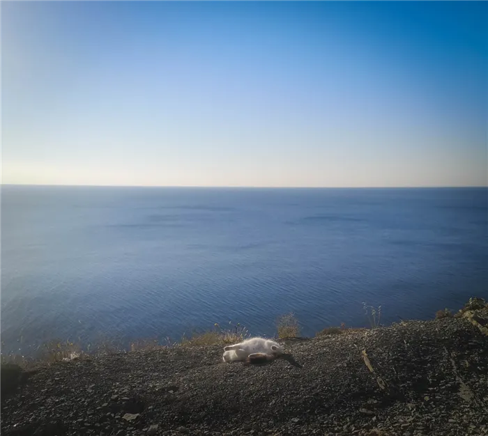 Вид на море с кошкой на переднем плане