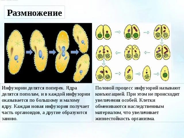 Размножение инфузории-туфельки