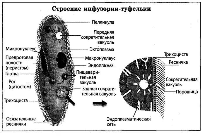 Строение инфузории-туфельки