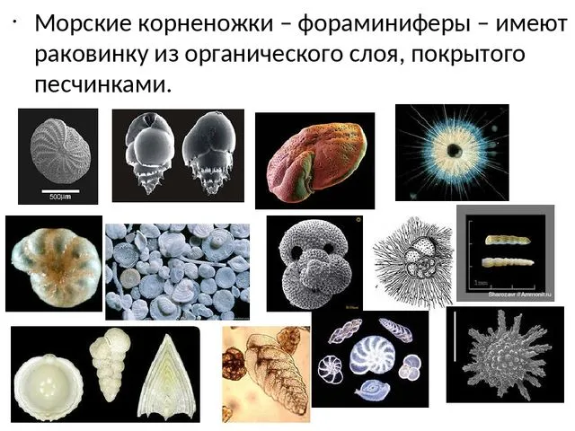 Чем различаются амеба и инфузория туфелька 10