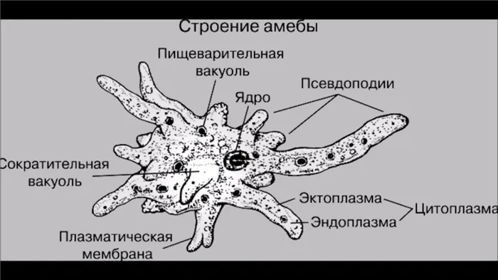 Чем различаются амеба и инфузория туфелька 14