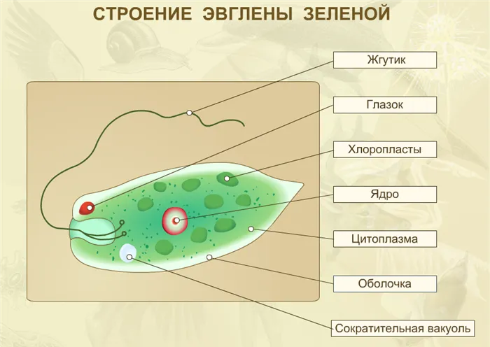 Строение эвглены зеленой