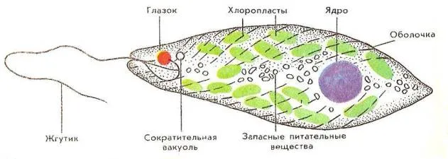 строение эвглены зеленой рисунок