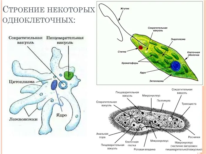 Чем различаются амеба и инфузория туфелька 8