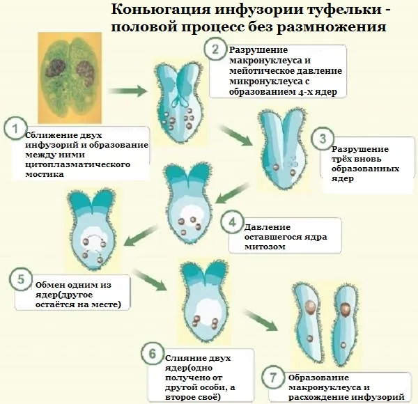 Размножение инфузории-туфельки (конъюгация)