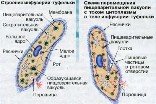 строение инфузории туфельки рисунок