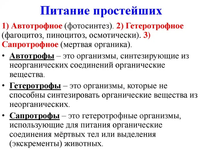 Чем различаются амеба и инфузория туфелька 12